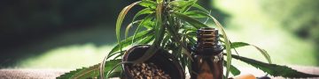 Three Things You Must Know Before Buying a Land for Industrial Hemp
