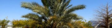 Delving into Diversity: How Many Palm Tree Species Exist?