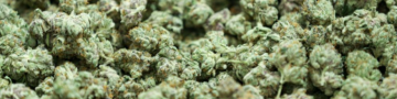 Online Dispensary Canada Offering a Wide Selection of Cannabis Products