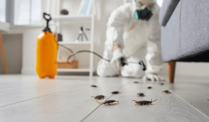 Choosing a Pest Control Company That Focuses on Long-Term Safety and Prevention Methods