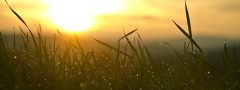 Grass, sunrise, sun — "erfahrungsbericht: Rezension Des Online-casinospiels Plinko Aus Ansicht Eines Profis