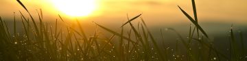 Grass, sunrise, sun — "erfahrungsbericht: Rezension Des Online-casinospiels Plinko Aus Ansicht Eines Profis