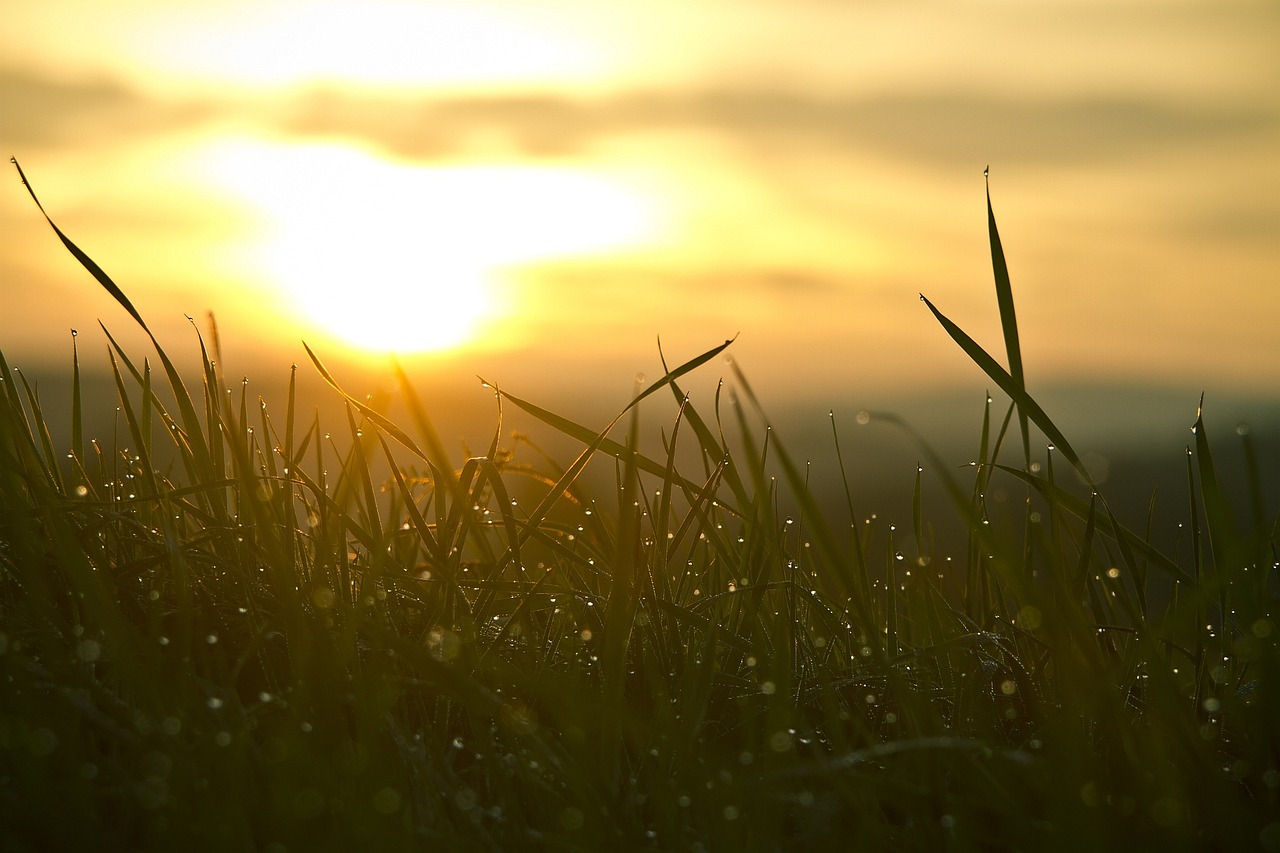 Grass, sunrise, sun — "erfahrungsbericht: Rezension Des Online-casinospiels Plinko Aus Ansicht Eines Profis